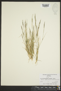 Aristida dichotoma var. dichotoma image