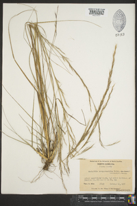 Aristida purpurascens image