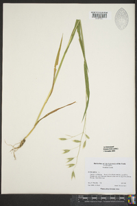 Avena sativa image