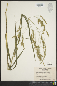 Bromus latiglumis image