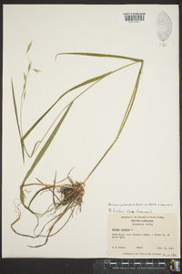 Bromus kalmii image