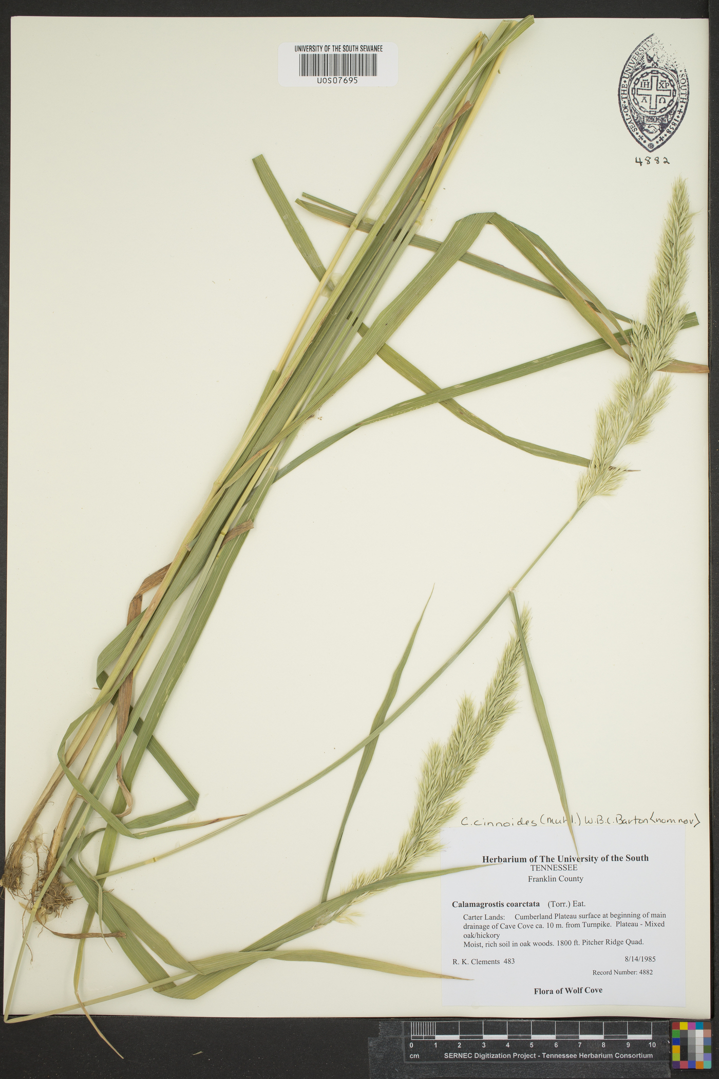 Calamagrostis cinnoides image