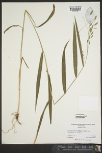 Chasmanthium latifolium image