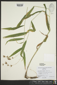 Chasmanthium latifolium image