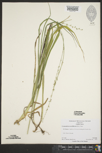 Chasmanthium sessiliflorum image