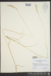 Danthonia epilis image