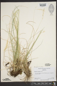 Danthonia epilis image