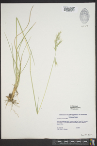 Danthonia sericea image