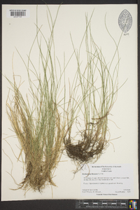 Deschampsia flexuosa image