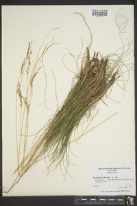 Deschampsia flexuosa image