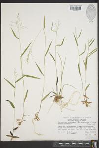 Dichanthelium dichotomum subsp. dichotomum image