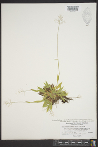 Dichanthelium ensifolium image