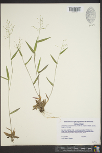 Dichanthelium ensifolium image