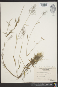 Dichanthelium acuminatum subsp. longiligulatum image