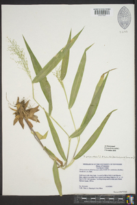 Dichanthelium polyanthes image