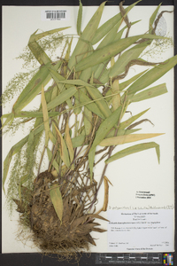 Dichanthelium polyanthes image