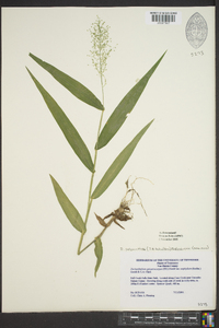 Dichanthelium polyanthes image