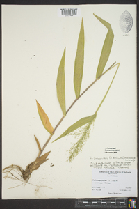 Dichanthelium polyanthes image