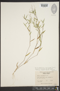 Dichanthelium acuminatum subsp. implicatum image