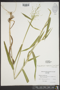 Dichanthelium scoparium image