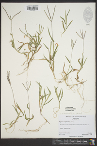 Digitaria ciliaris image