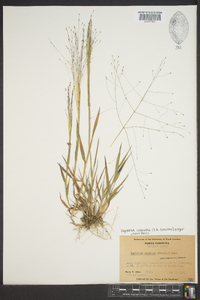 Digitaria cognata image