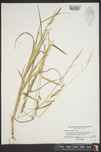 Echinochloa colona image