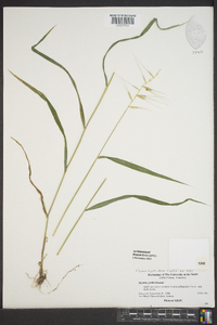 Elymus hystrix image