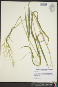 Elymus hystrix image