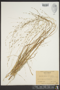 Eragrostis refracta image