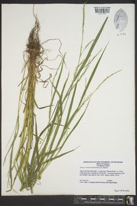 Festuca subverticillata image