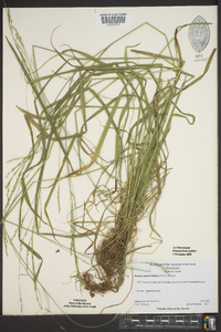 Festuca subverticillata image