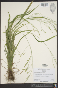 Festuca subverticillata image