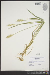 Hordeum vulgare image