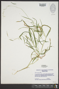 Leersia virginica image