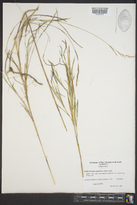 Muhlenbergia tenuiflora image