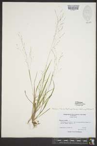 Panicum flexile image