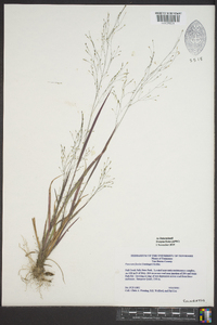 Panicum flexile image