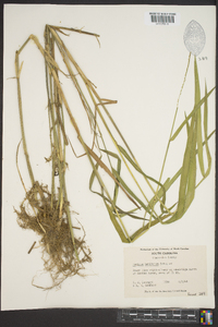 Panicum hemitomon image