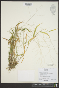 Kellochloa verrucosa image