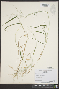 Kellochloa verrucosa image