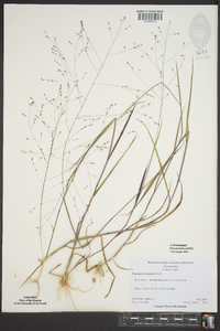 Kellochloa verrucosa image