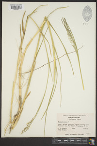 Panicum repens image