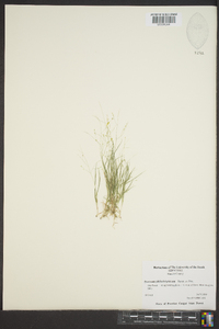 Panicum philadelphicum image