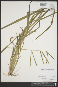 Paspalum laeve image