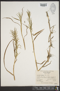 Paspalum fluitans image