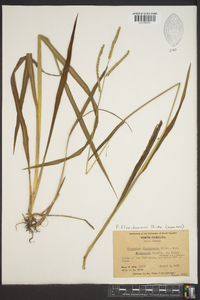 Paspalum floridanum image