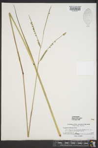 Paspalum floridanum image