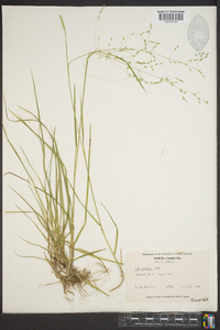 Poa alsodes image