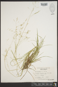 Poa autumnalis image